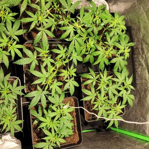 Sweet Cherry Pie growlog timeline photo