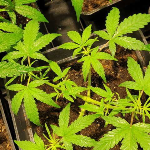 Sweet Cherry Pie growlog timeline photo