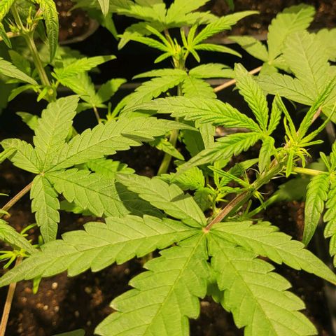 Sweet Cherry Pie growlog timeline photo