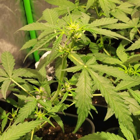Sweet Cherry Pie growlog timeline photo