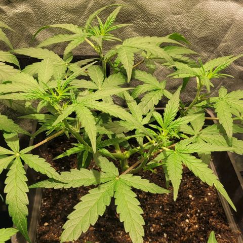 Sweet Cherry Pie growlog timeline photo