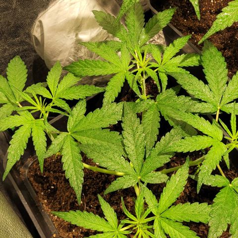 Sweet Cherry Pie growlog timeline photo