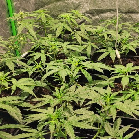 Sweet Cherry Pie growlog timeline photo