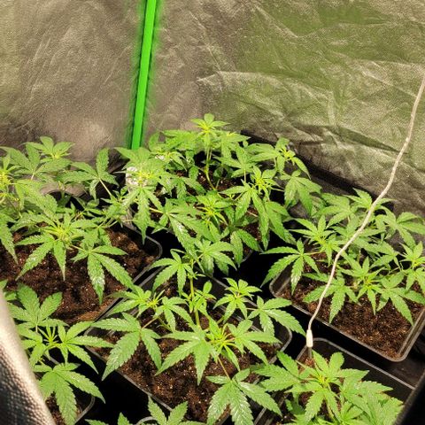 Sweet Cherry Pie growlog timeline photo