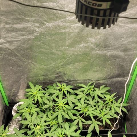Sweet Cherry Pie growlog timeline photo
