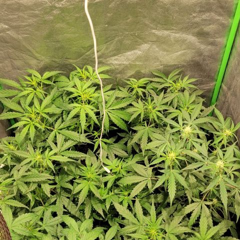 Sweet Cherry Pie growlog timeline photo