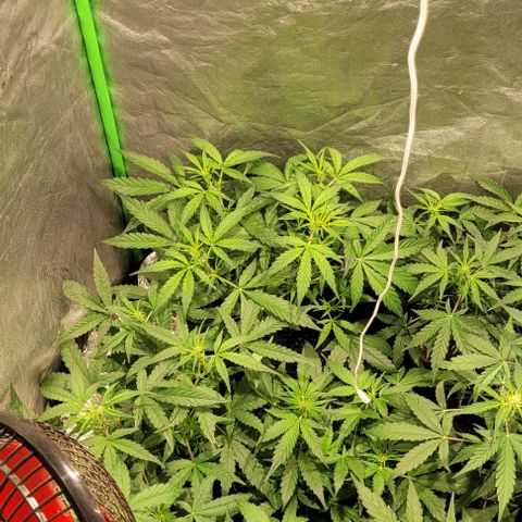 Sweet Cherry Pie growlog timeline photo