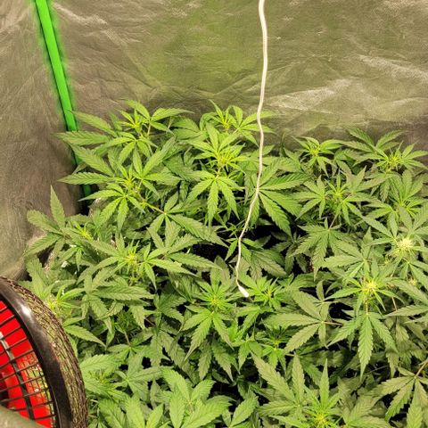 Sweet Cherry Pie growlog timeline photo