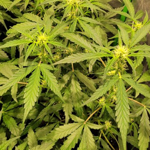 Sweet Cherry Pie growlog timeline photo