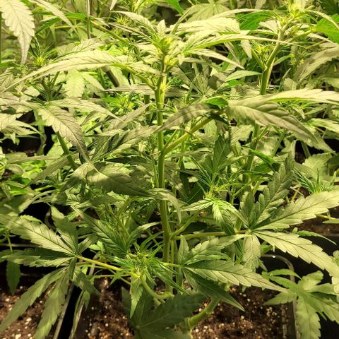 Sweet Cherry Pie growlog timeline photo