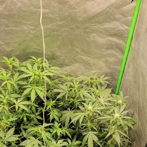 Sweet Cherry Pie growlog timeline photo