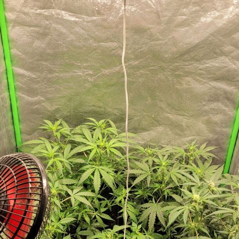 Sweet Cherry Pie growlog timeline photo