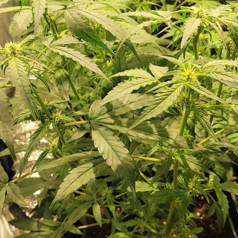 Sweet Cherry Pie growlog timeline photo