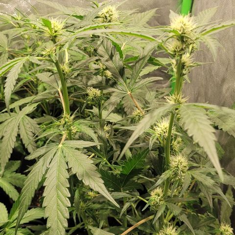 Sweet Cherry Pie growlog timeline photo