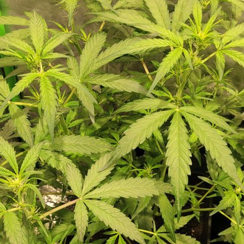 Sweet Cherry Pie growlog timeline photo