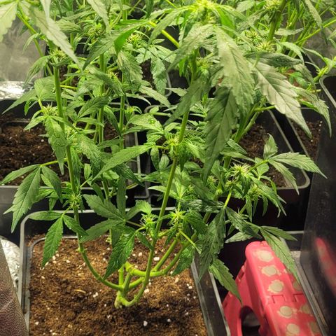 Sweet Cherry Pie growlog timeline photo