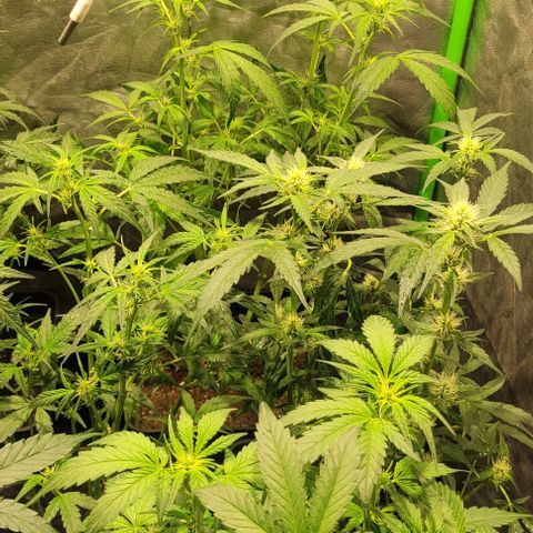 Sweet Cherry Pie growlog timeline photo