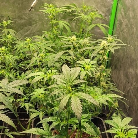 Sweet Cherry Pie growlog timeline photo