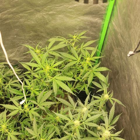 Sweet Cherry Pie growlog timeline photo