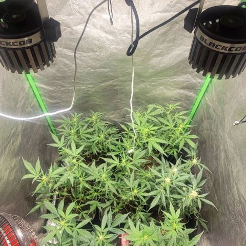 Sweet Cherry Pie growlog timeline photo