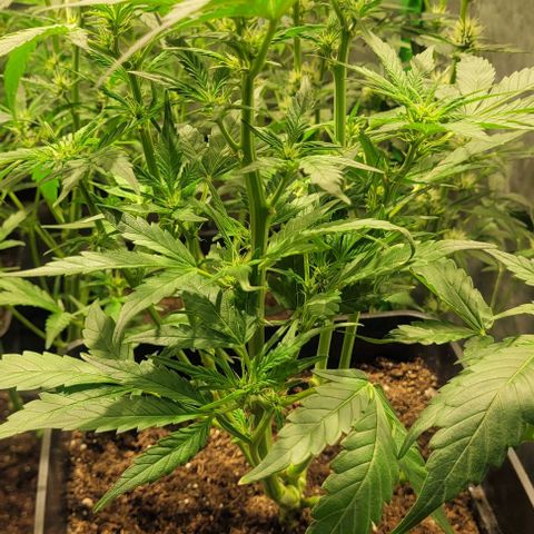 Sweet Cherry Pie growlog timeline photo