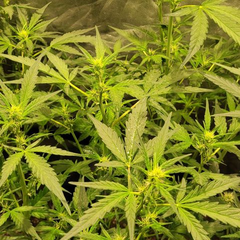 Sweet Cherry Pie growlog timeline photo