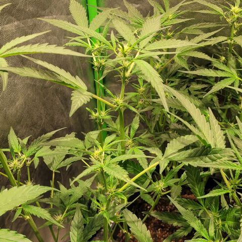 Sweet Cherry Pie growlog timeline photo