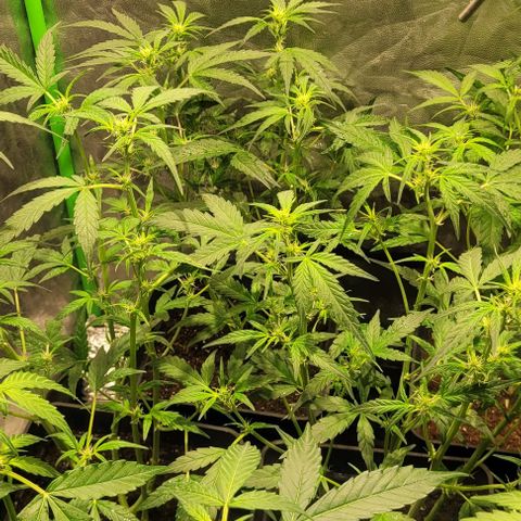 Sweet Cherry Pie growlog timeline photo