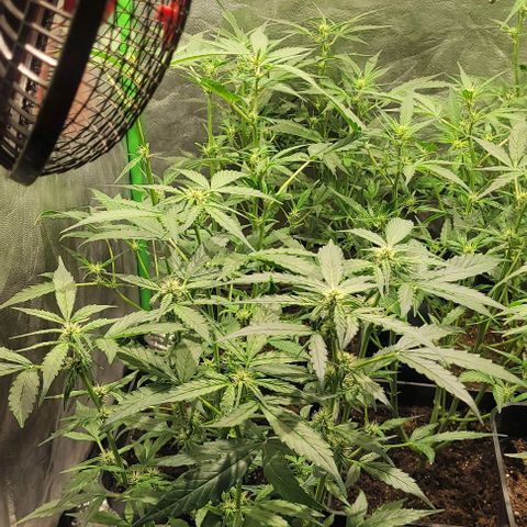 Sweet Cherry Pie growlog timeline photo
