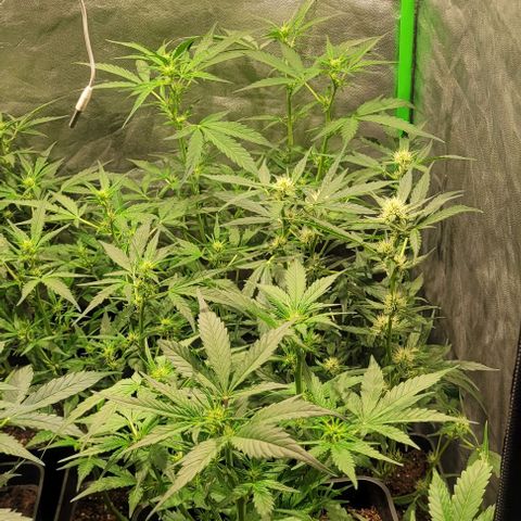 Sweet Cherry Pie growlog timeline photo