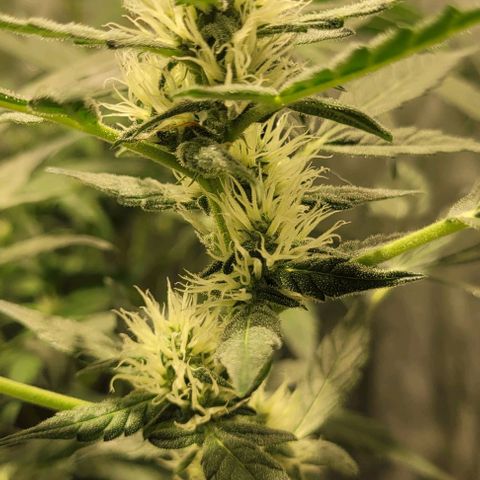 Sweet Cherry Pie growlog timeline photo