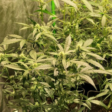 Sweet Cherry Pie growlog timeline photo