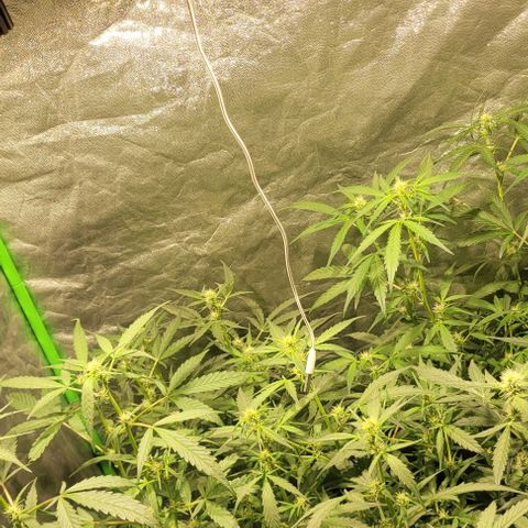 Sweet Cherry Pie growlog timeline photo
