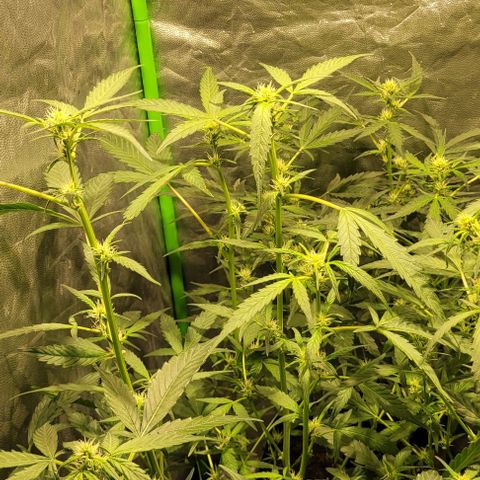 Sweet Cherry Pie growlog timeline photo