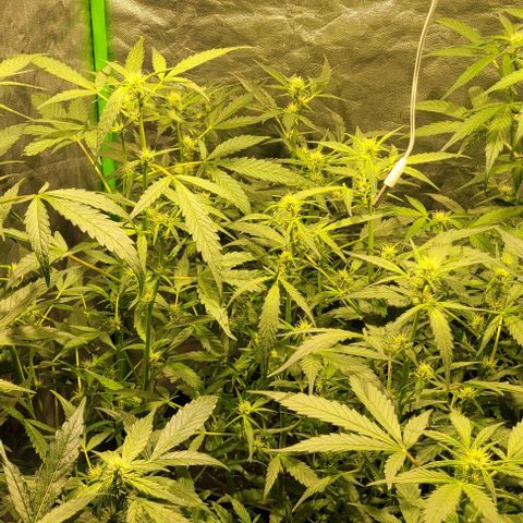 Sweet Cherry Pie growlog timeline photo