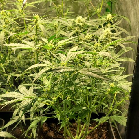 Sweet Cherry Pie growlog timeline photo