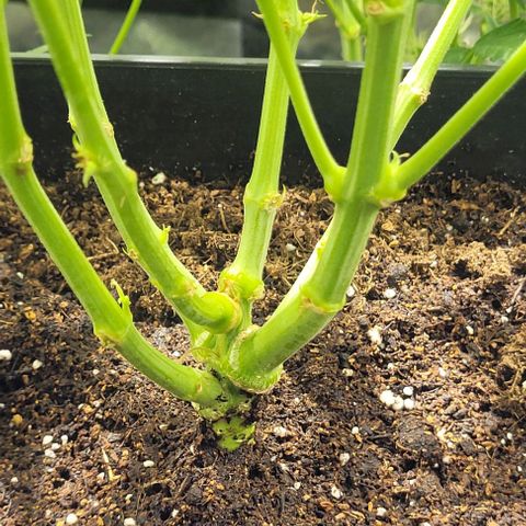 Sweet Cherry Pie growlog timeline photo
