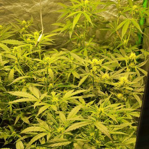 Sweet Cherry Pie growlog timeline photo