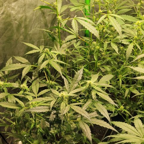 Sweet Cherry Pie growlog timeline photo