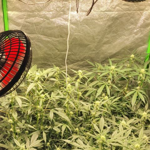 Sweet Cherry Pie growlog timeline photo