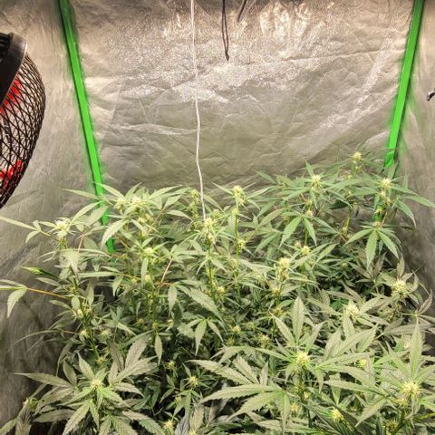 Sweet Cherry Pie growlog timeline photo