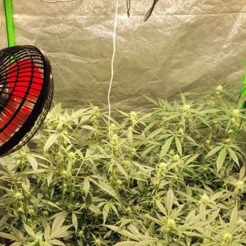 Sweet Cherry Pie growlog timeline photo