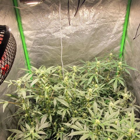 Sweet Cherry Pie growlog timeline photo