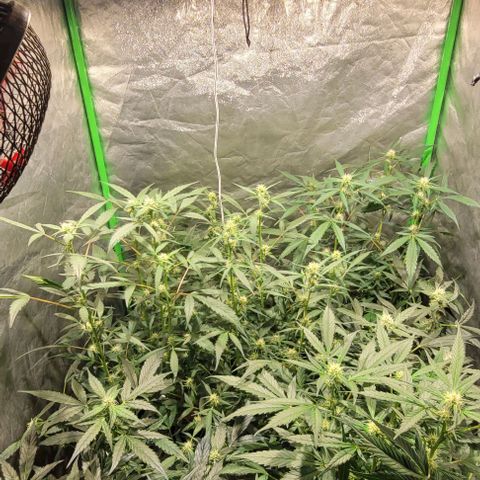 Sweet Cherry Pie growlog timeline photo