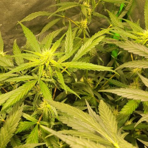 Sweet Cherry Pie growlog timeline photo