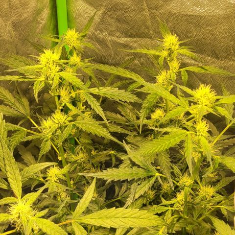 Sweet Cherry Pie growlog timeline photo