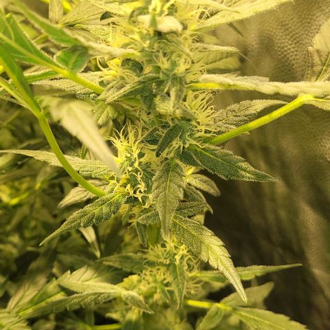 Sweet Cherry Pie growlog timeline photo