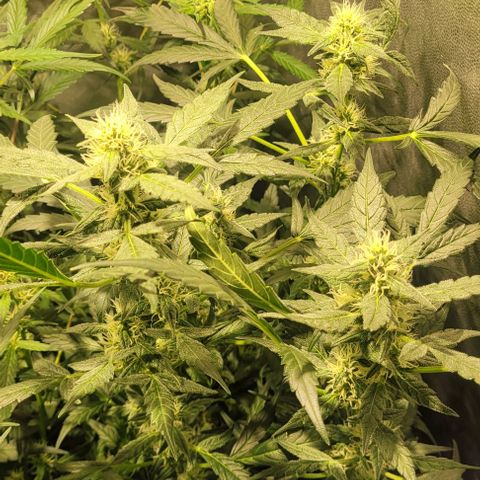 Sweet Cherry Pie growlog timeline photo