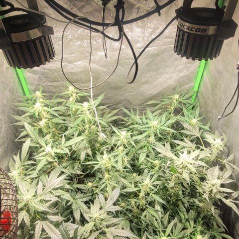 Sweet Cherry Pie growlog timeline photo