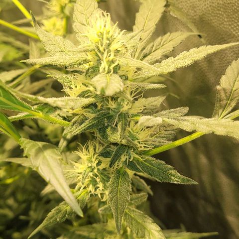Sweet Cherry Pie growlog timeline photo